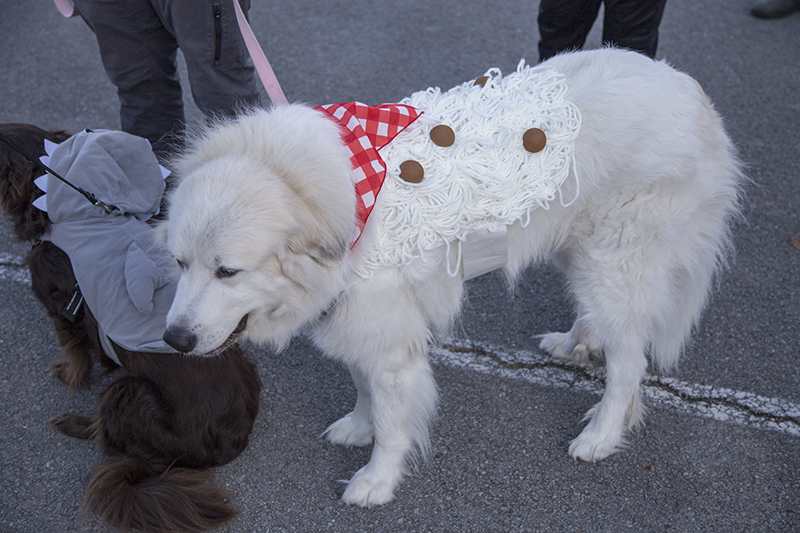 Sally as spaghetti