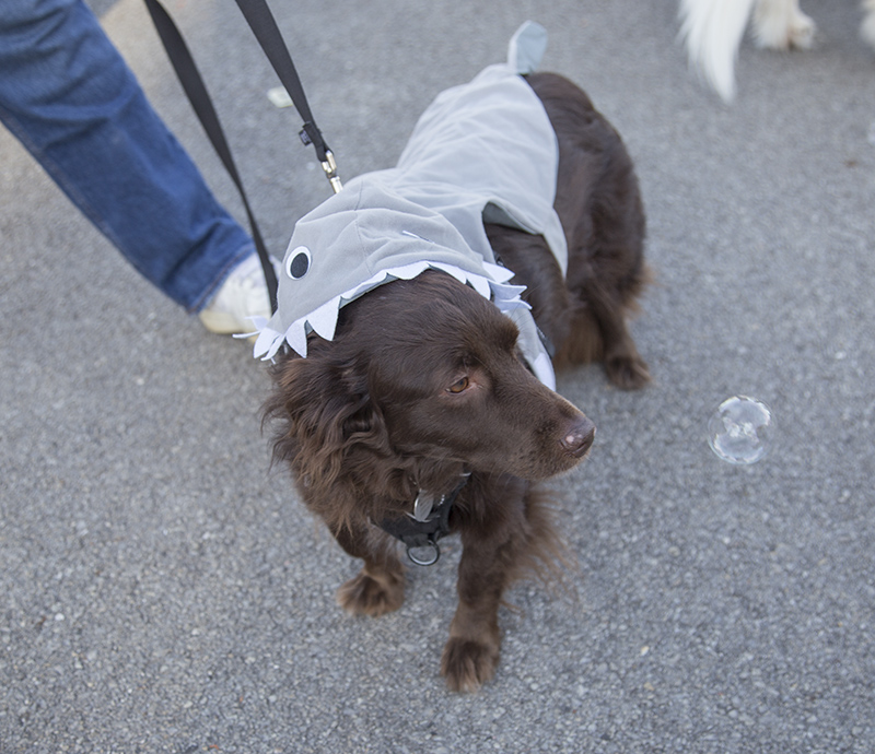 Daphne as a shark