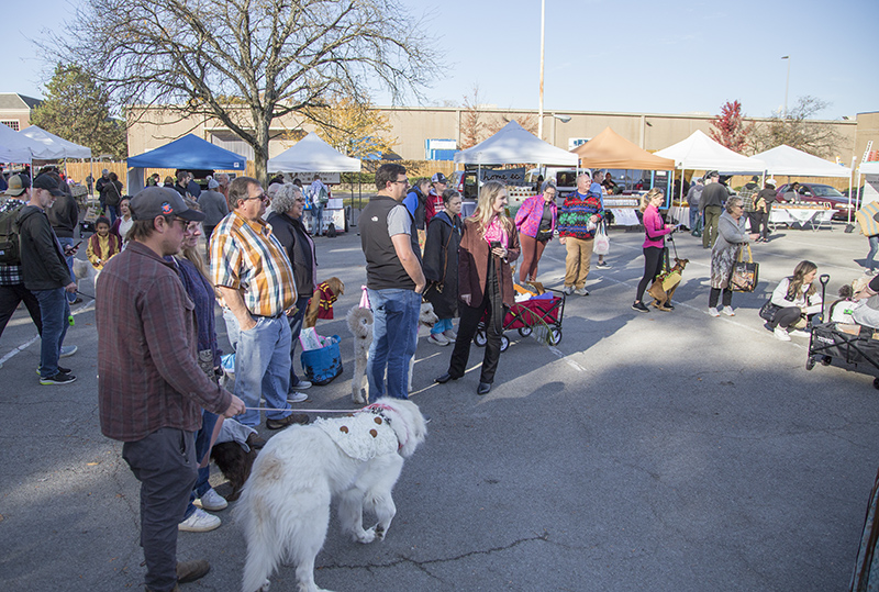 Lined up for the doggie costume contest