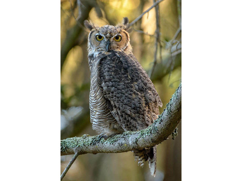 Birds Of Broad Ripple - by Brandt Carter and Jeffrey L. Stone