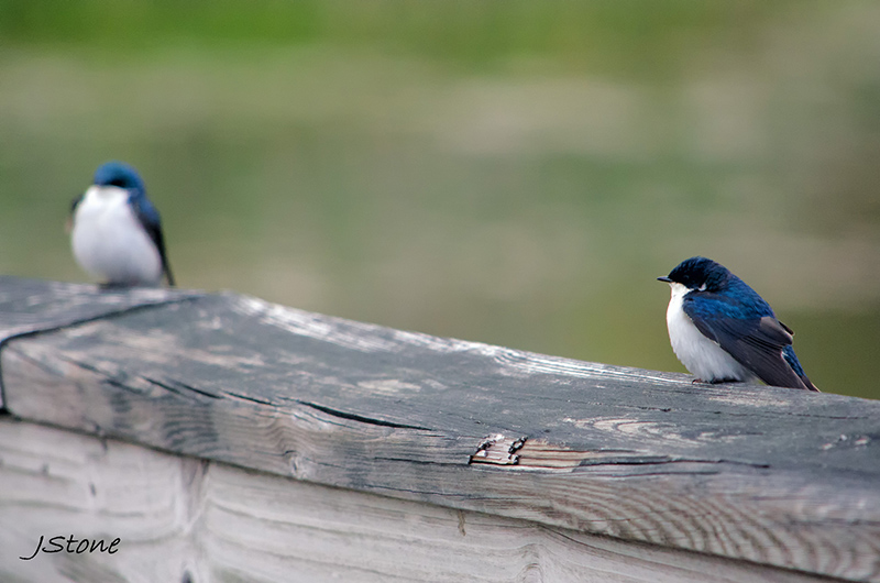 Birds Of Broad Ripple: Discerning Differences - by Brandt Carter and Jeffrey L. Stone
