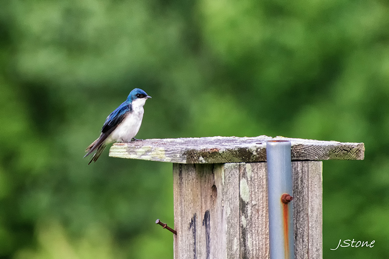 Birds Of Broad Ripple: Discerning Differences - by Brandt Carter and Jeffrey L. Stone