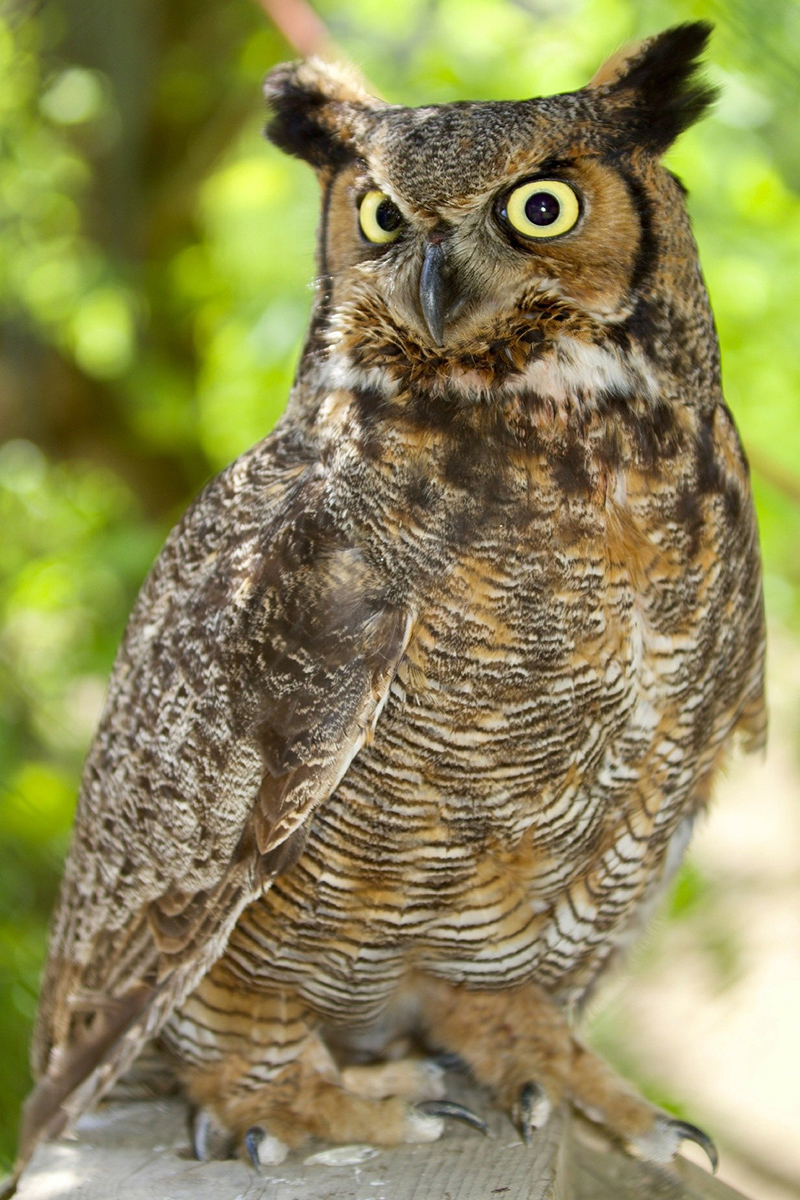 Birds Of Broad Ripple: Discerning Differences - by Brandt Carter and Jeffrey L. Stone