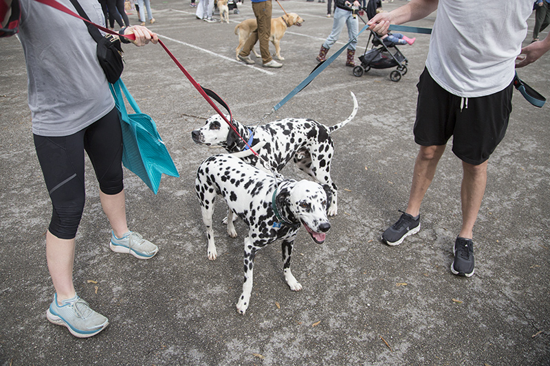 Ollie and Pongo