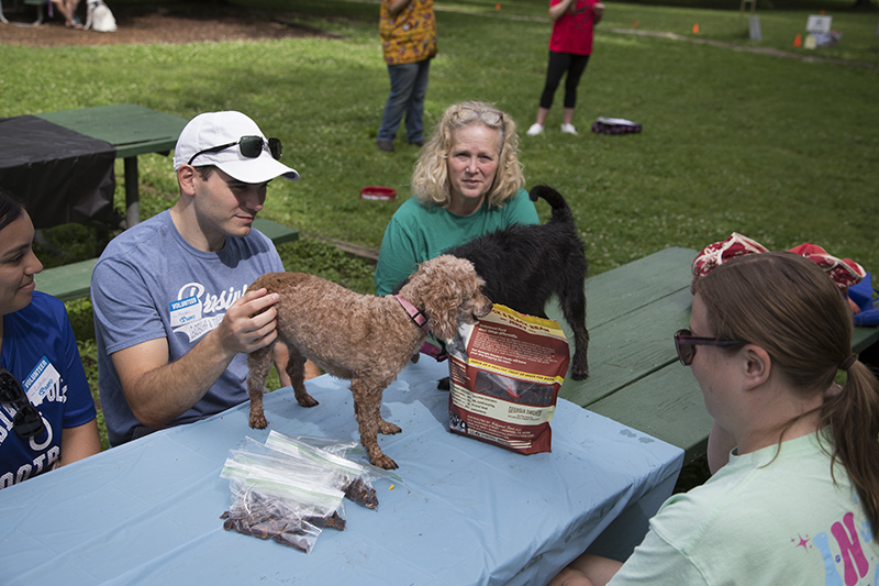 Random Rippling - ARPO Dog Olympics