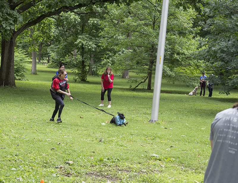 Random Rippling - ARPO Dog Olympics