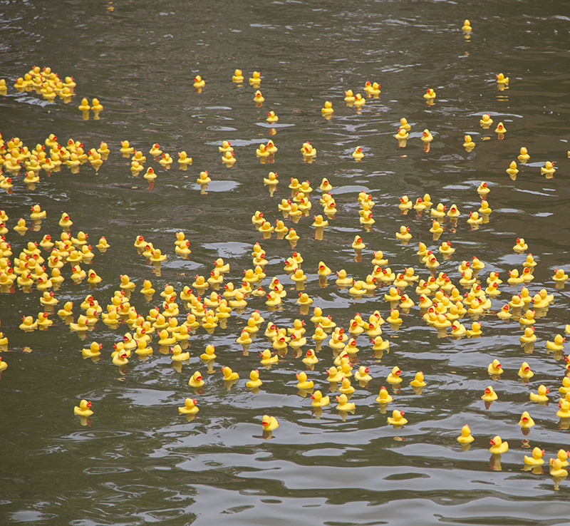 Random Rippling - Broad Ripple Duck Race