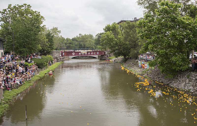 The currents forced the ducks to the south bank for a bit