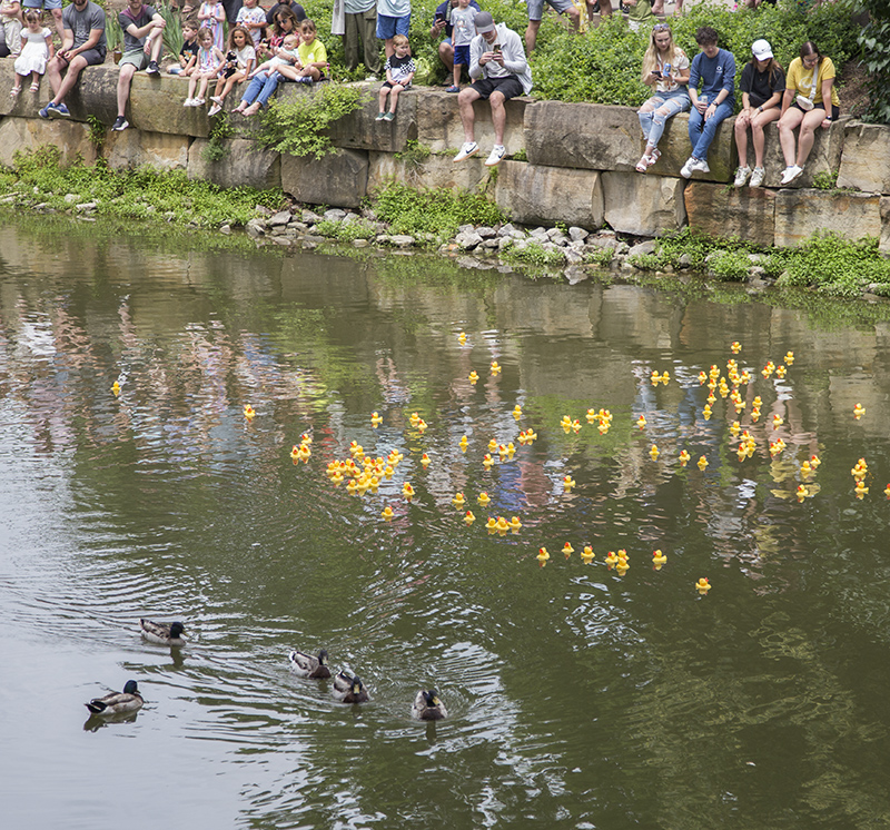 Real duck spectators are curious