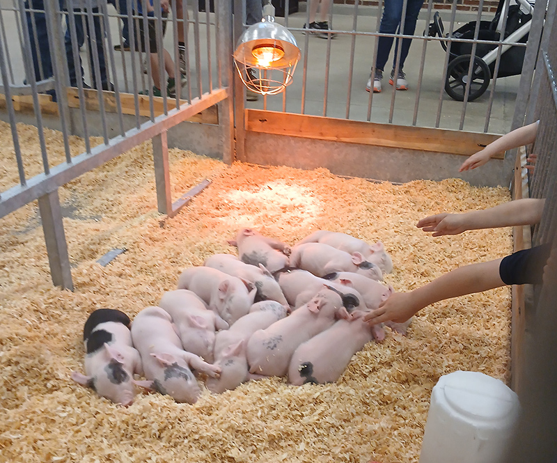 piglettes