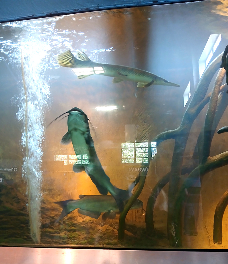 Gar and catfish at DNR