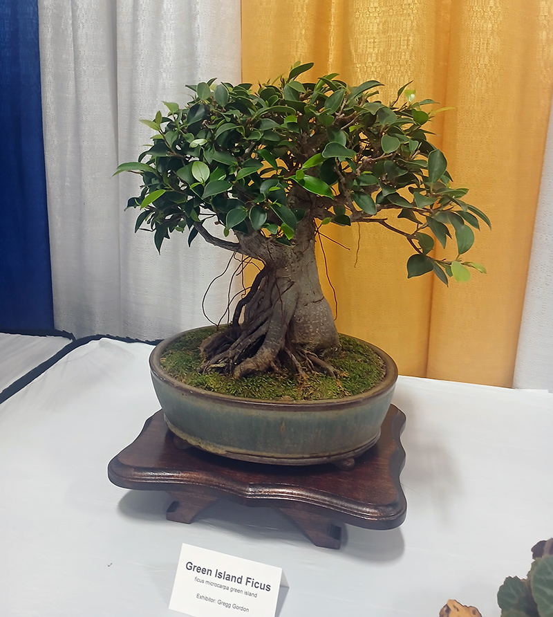 Bonsai