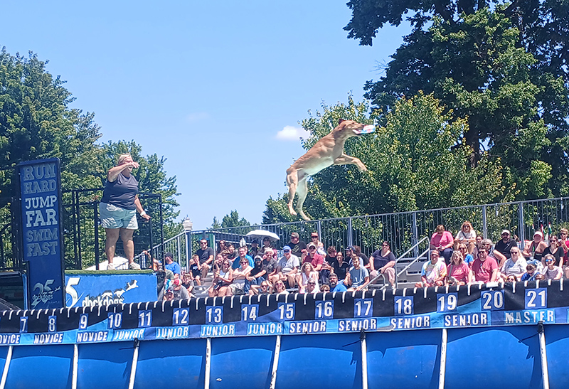 Frog's Random Rippling - Indiana State Fair coverage