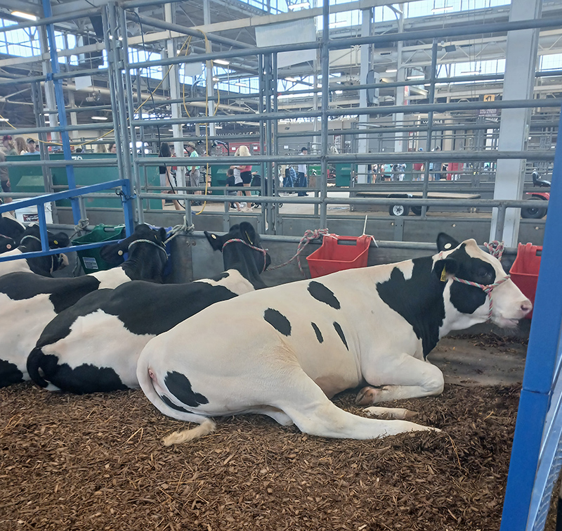 Frog's Random Rippling - Indiana State Fair coverage