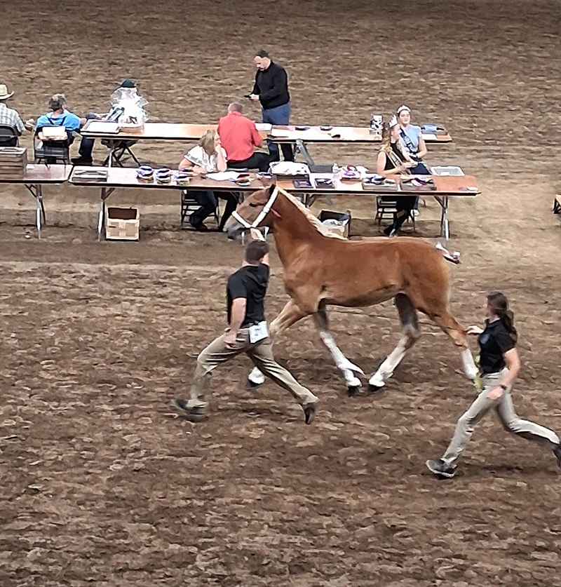 Belgian ponies and Young Horses in the Coliseum