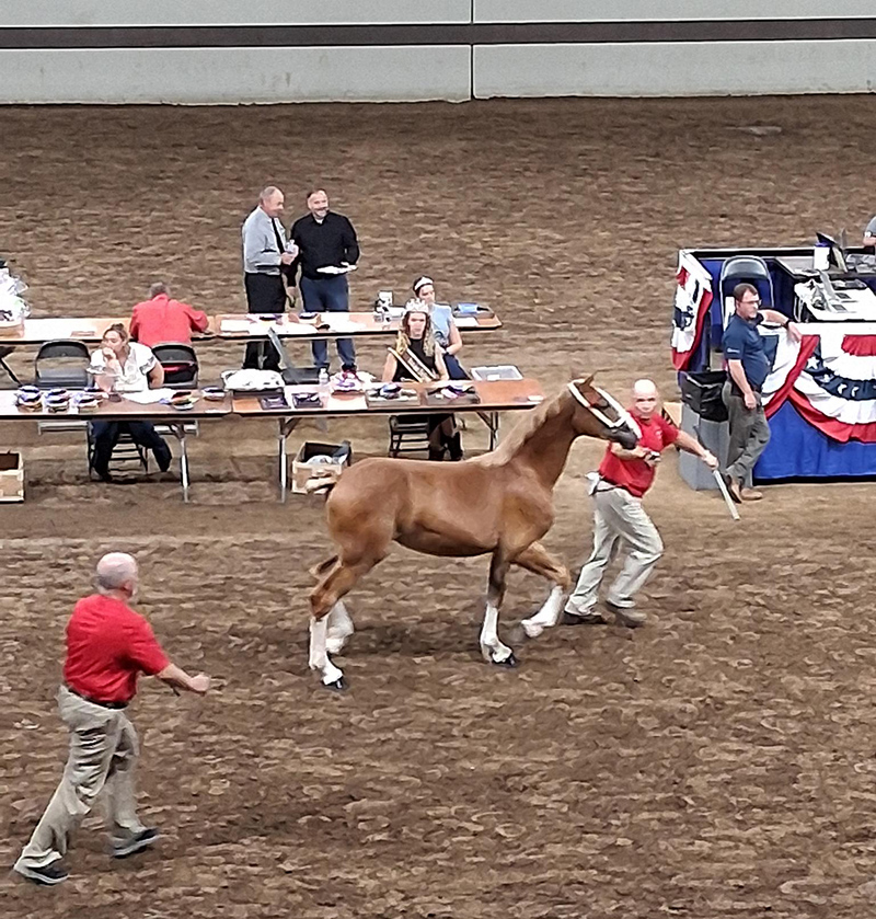 Frog's Random Rippling - Indiana State Fair coverage part 2