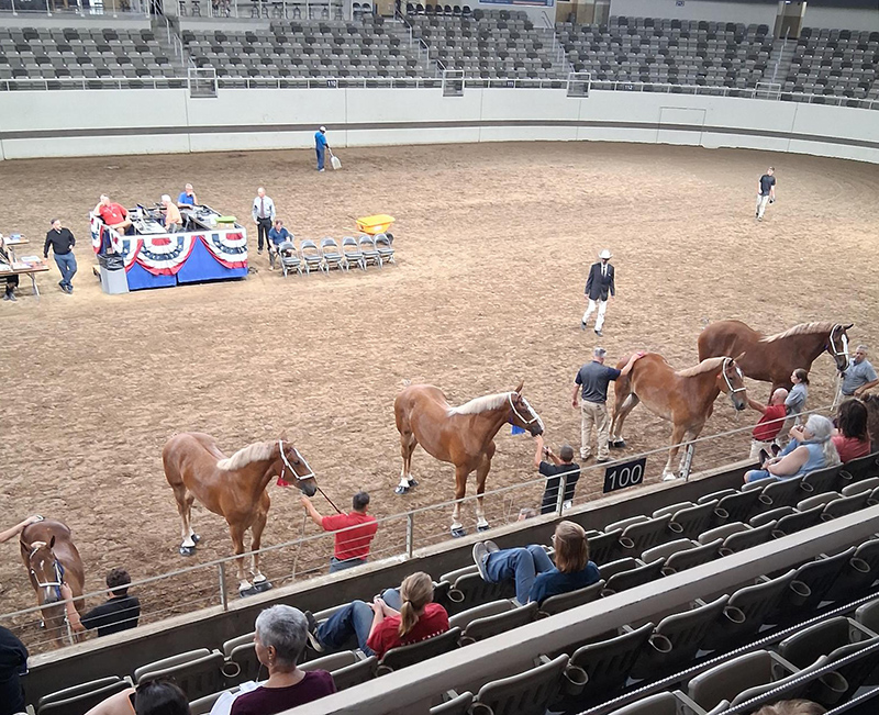 Champion Belgian Mare and Champion Reserve Belgian Mare in the Coliseum