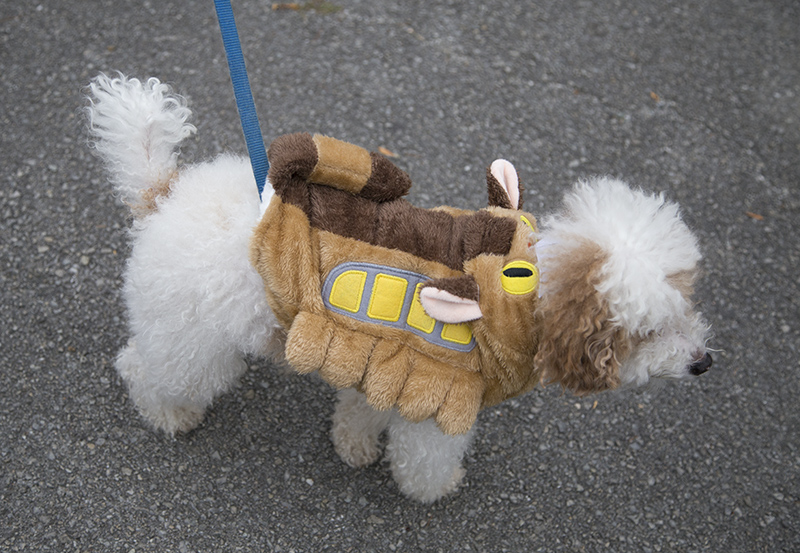 I have never seen a dog in a Catbus costume (from Totoro)!