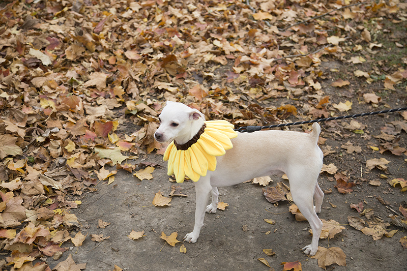 Random Rippling - BR Park Halloween Egg Dog Hunt