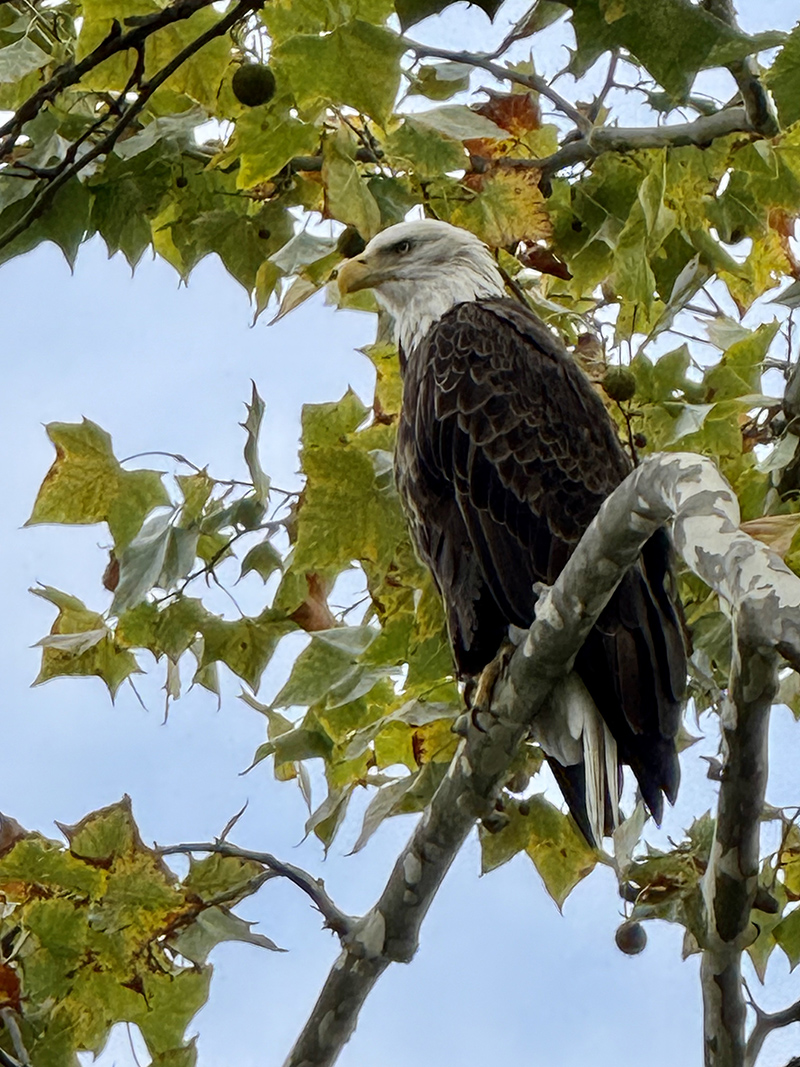 Reader Random Rippling - Eagle