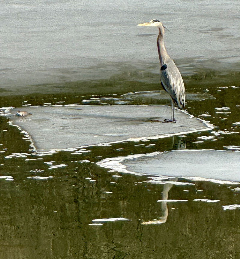 Reader Random Rippling - Heron on White River