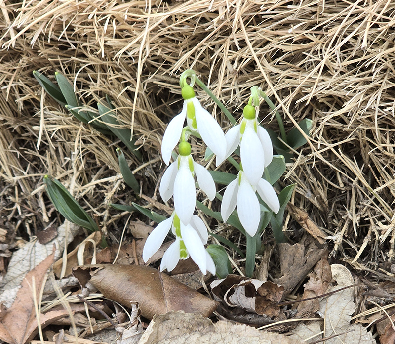 Your editor saw these Snow Drops while walking on Carrollton Avenue