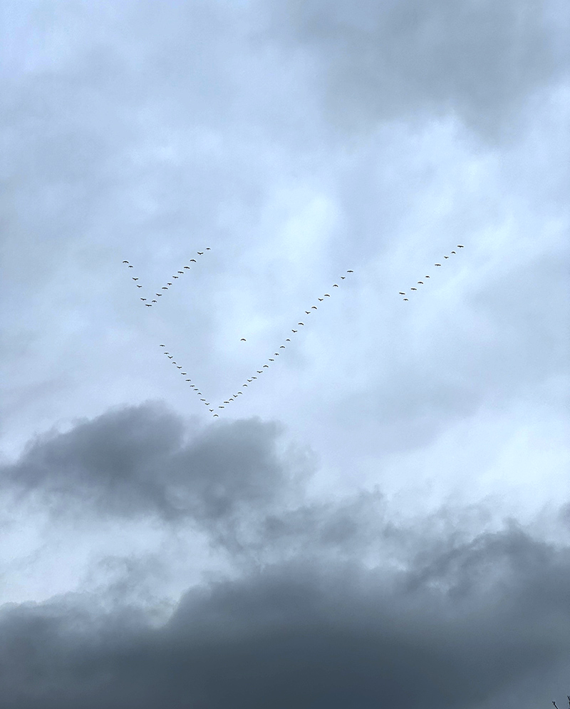 Reader Random Rippling - Sandhill cranes