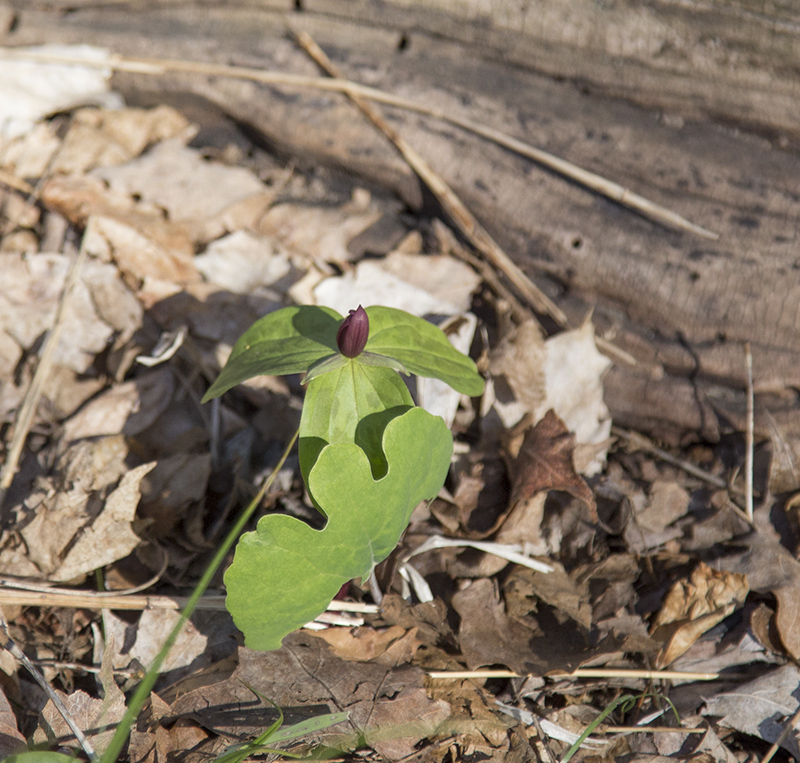 Prairie Trillium