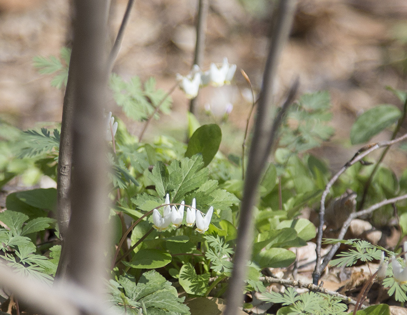 Dutchman Breeches