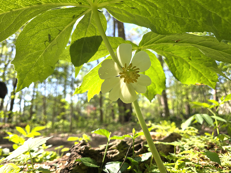 Random Rippling - BR Park Wildflower Walk