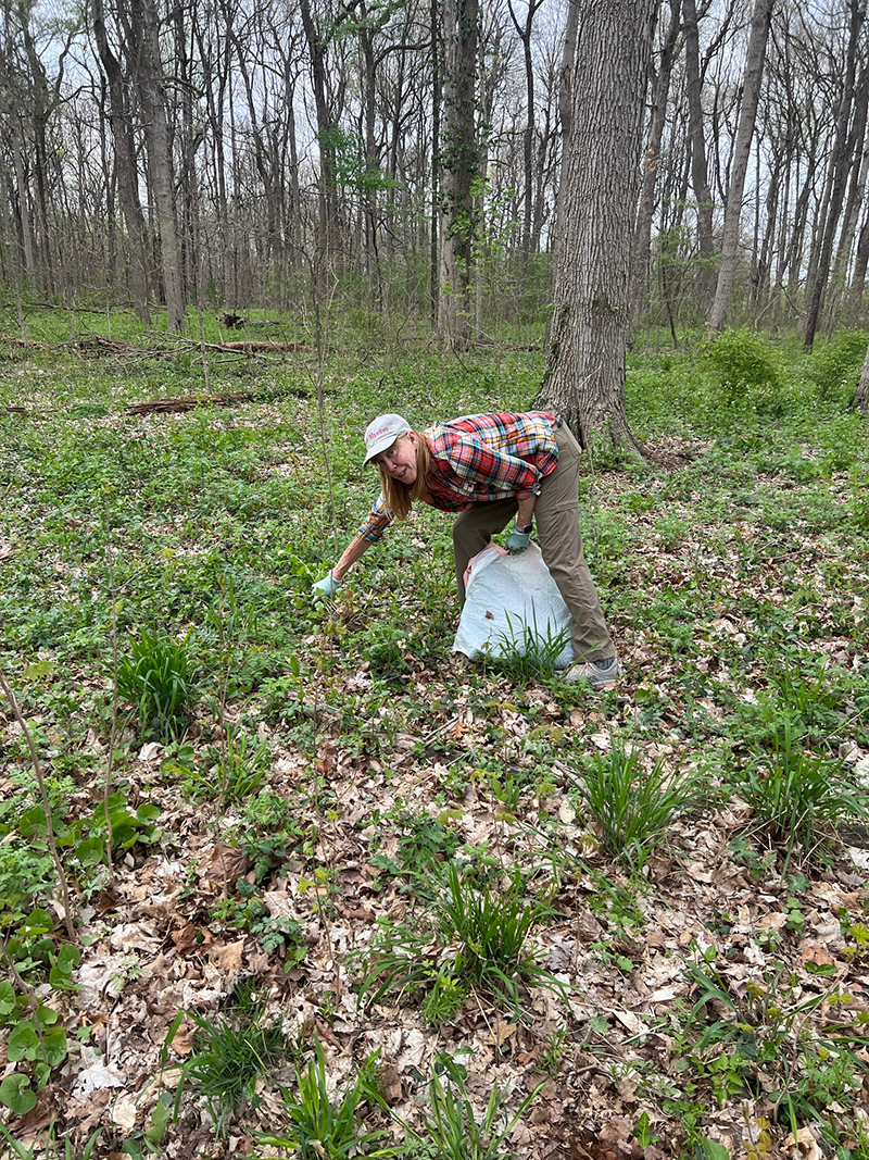 Reader Random Rippling - Garlic mustard invasion of Broad Ripple Park woods halted by volunteers