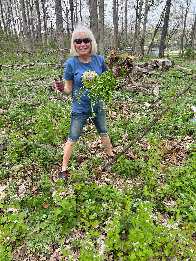 Reader Random Rippling - Garlic mustard invasion of Broad Ripple Park woods halted by volunteers