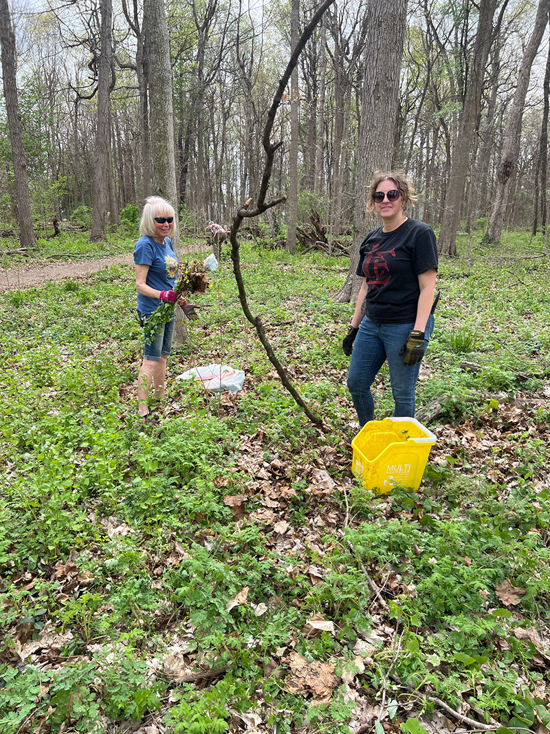 Reader Random Rippling - Garlic mustard invasion of Broad Ripple Park woods halted by volunteers