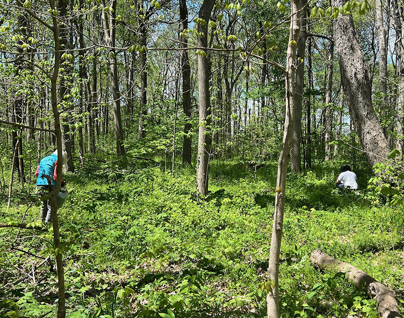 Reader Random Rippling - Garlic mustard invasion of Broad Ripple Park woods halted by volunteers