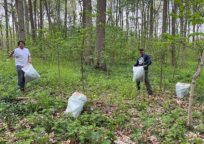 Reader Random Rippling - Garlic mustard invasion of Broad Ripple Park woods halted by volunteers