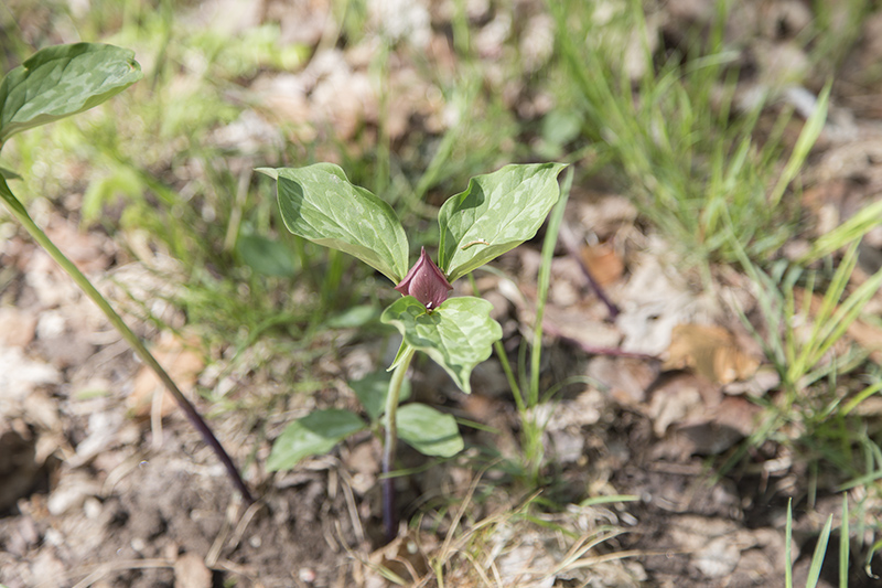 Trillium