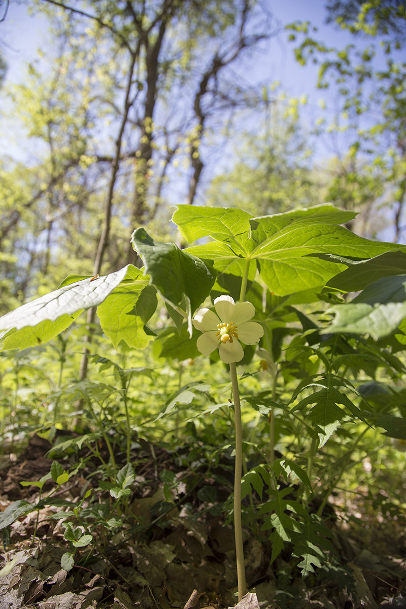 Close-ups of a Mayapple flower