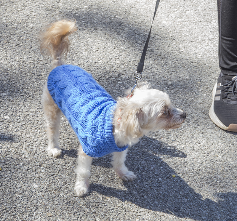 Canella in snappy doggie attire