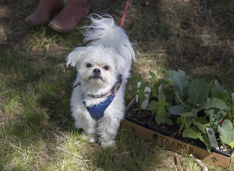 Reggie the dog