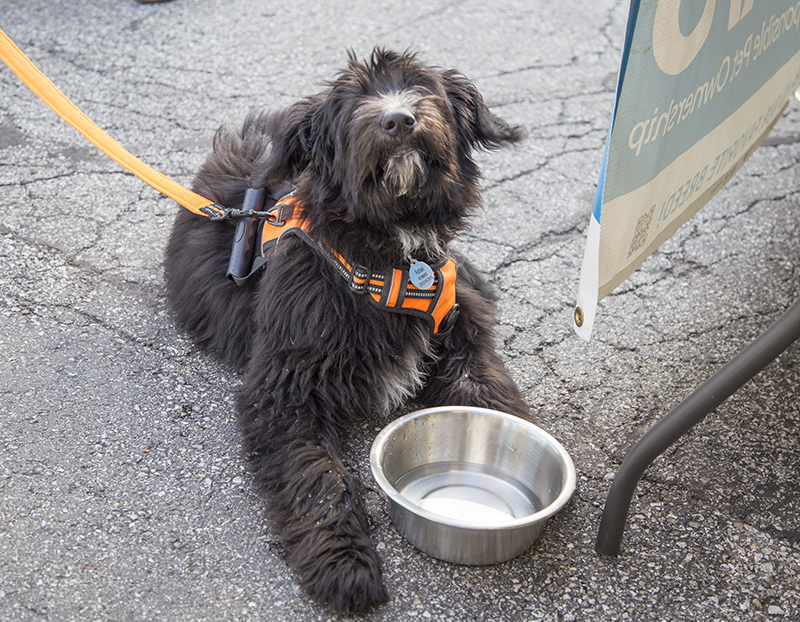 Random Rippling - Tails and Ales - May 21