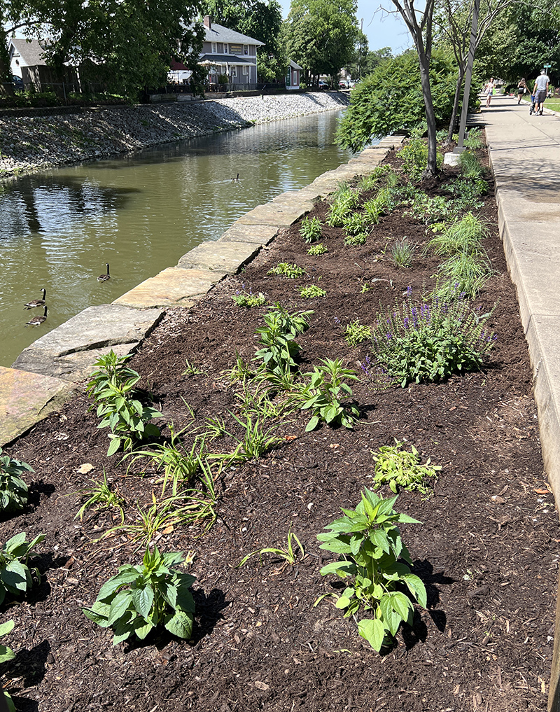 Reader Random Rippling - Rotary Club beautification