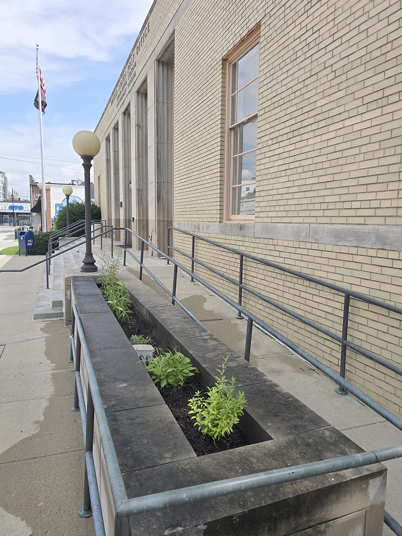 Random Rippling - Flowers planted at Post Office