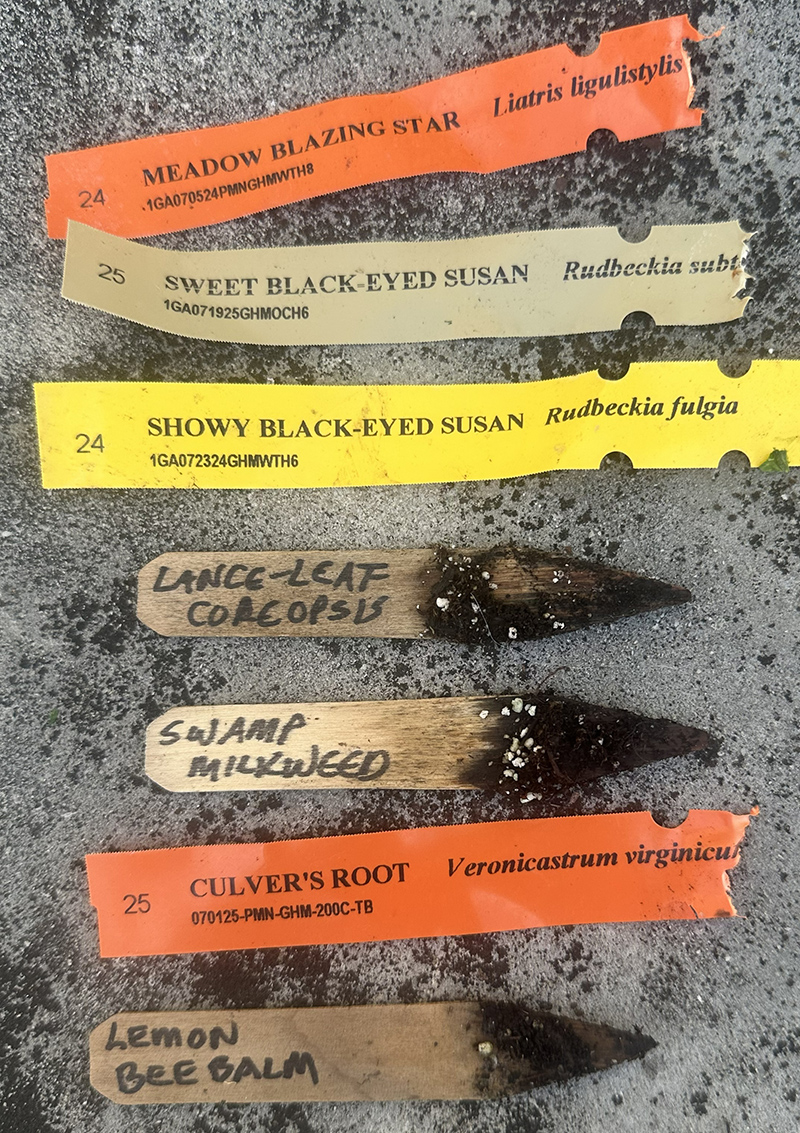 Things planted