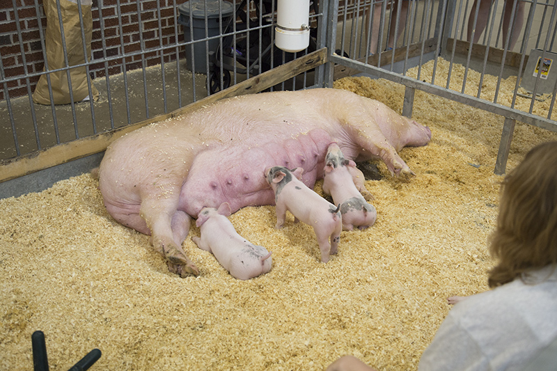 Indiana State Fair 2026