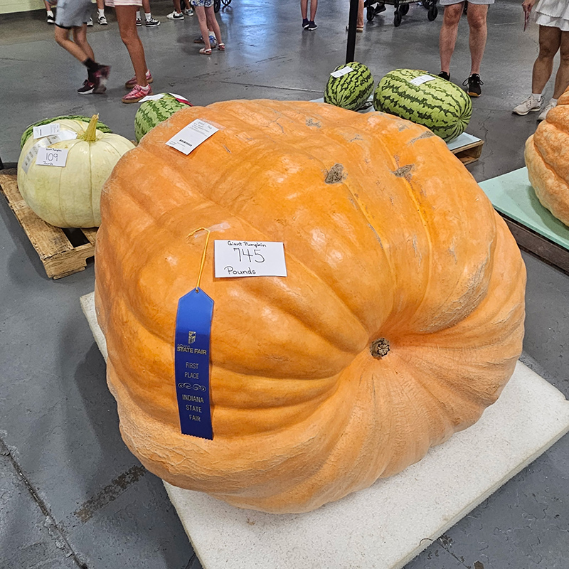 Frog's Random Rippling - State Fair 2026