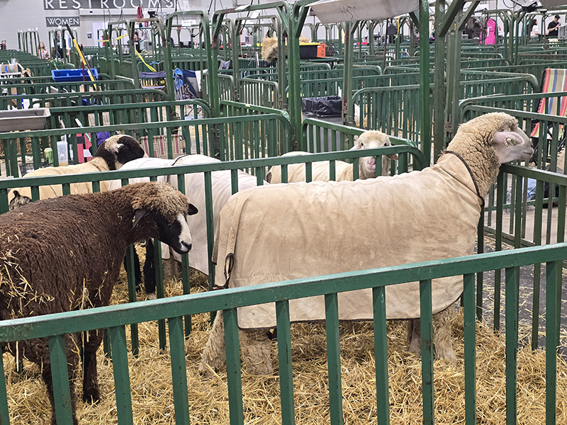 Indiana State Fair 2026